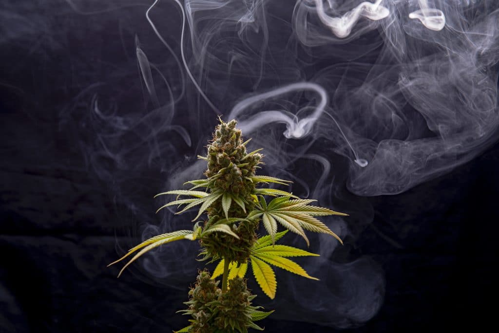Maryland Court of Appeals Says Smell of Marijuana Does Not Constitute